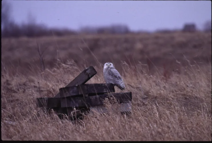 Environmental experts worry federal changes may harm Michigan wildlife